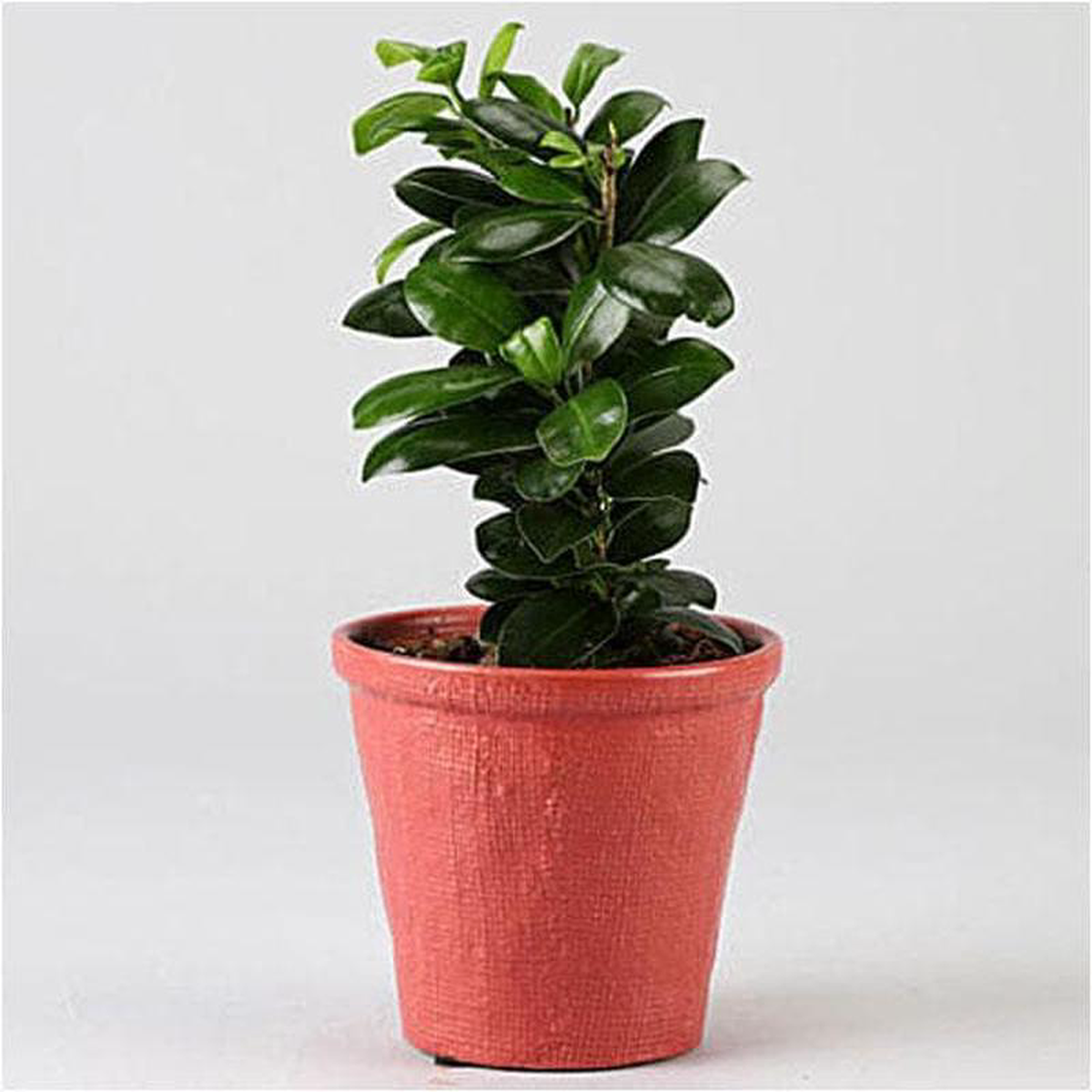 Ficus Compacta 8211 Plant