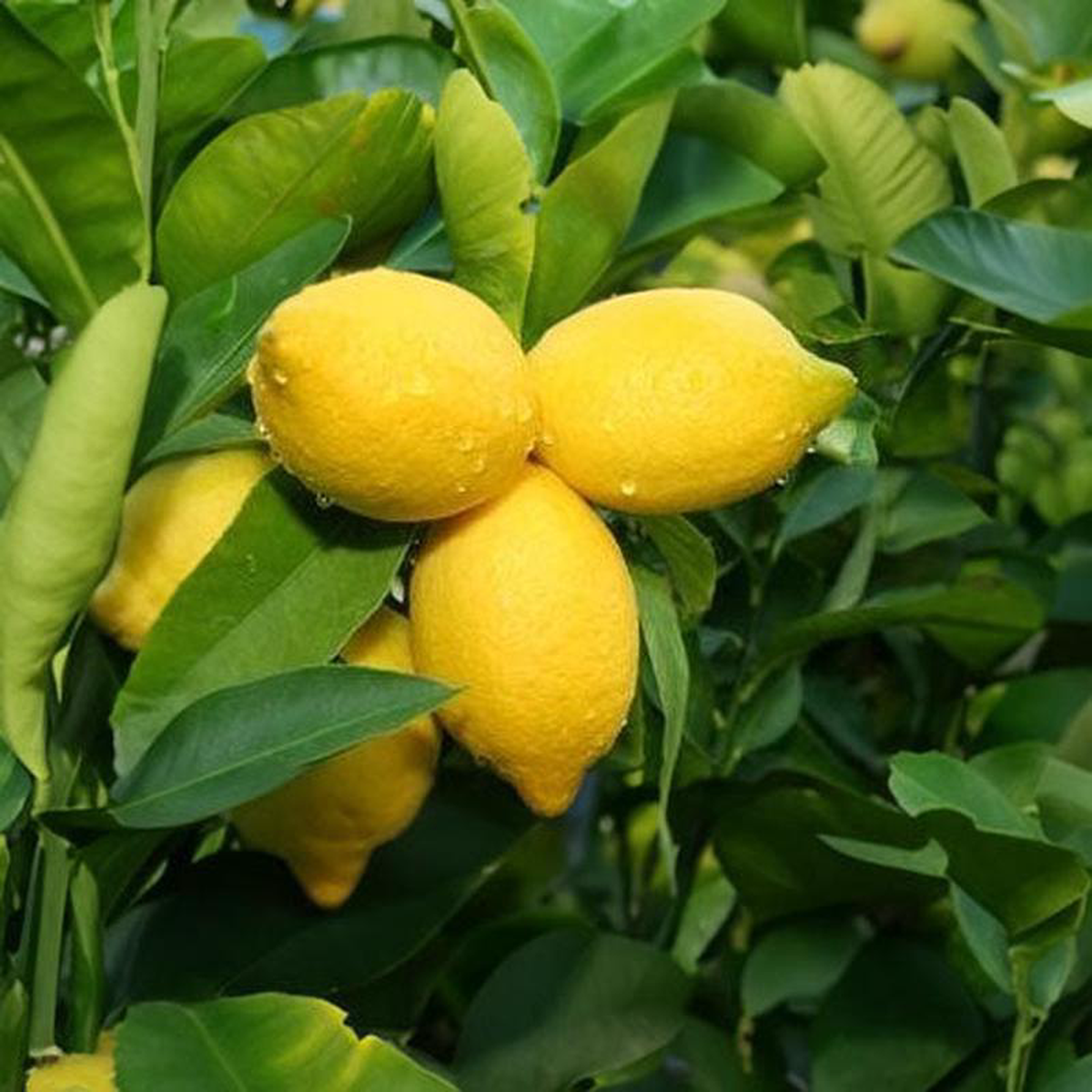 Lemon Yen Ben 8211 47L