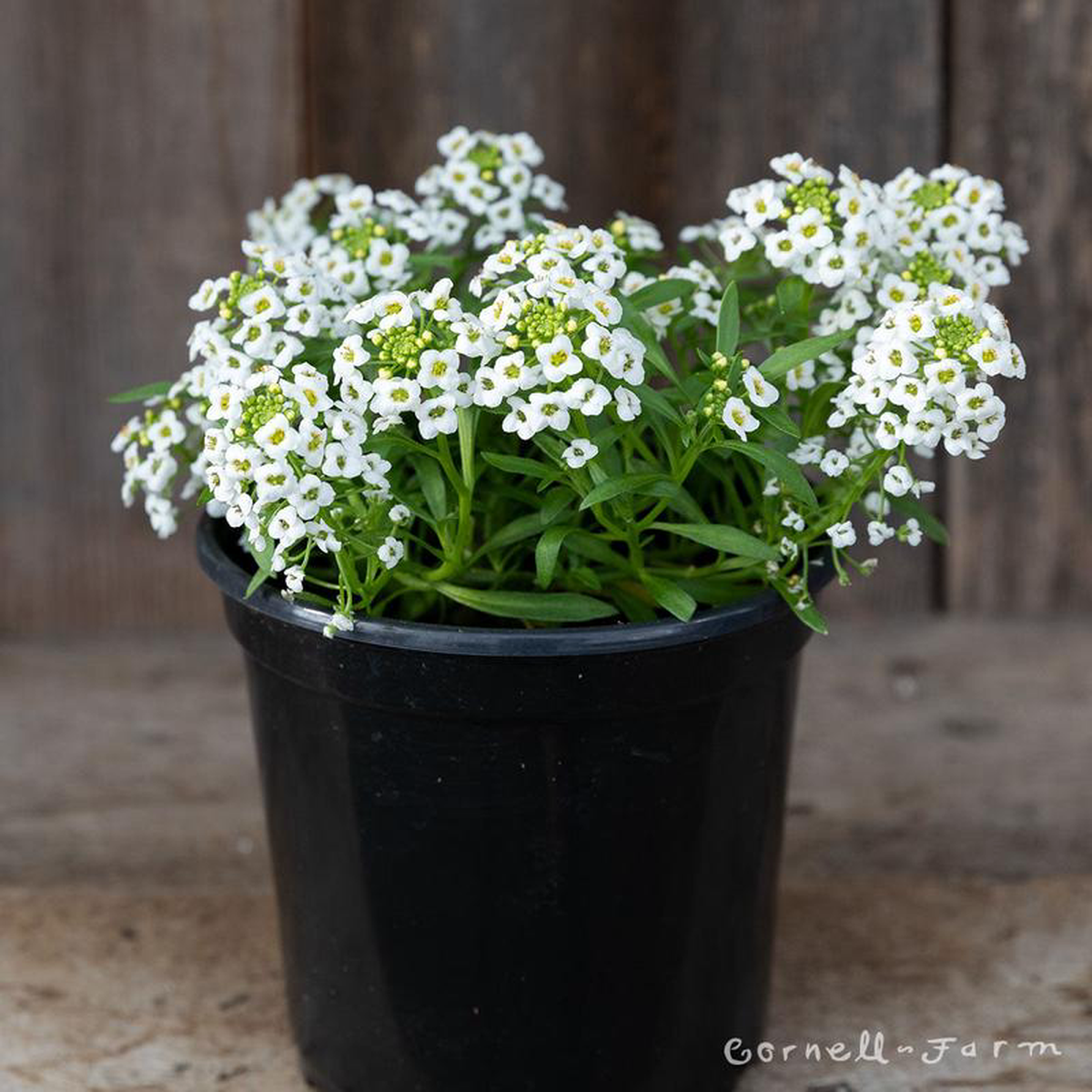 Lobularia Easy Breezy White 425in CF