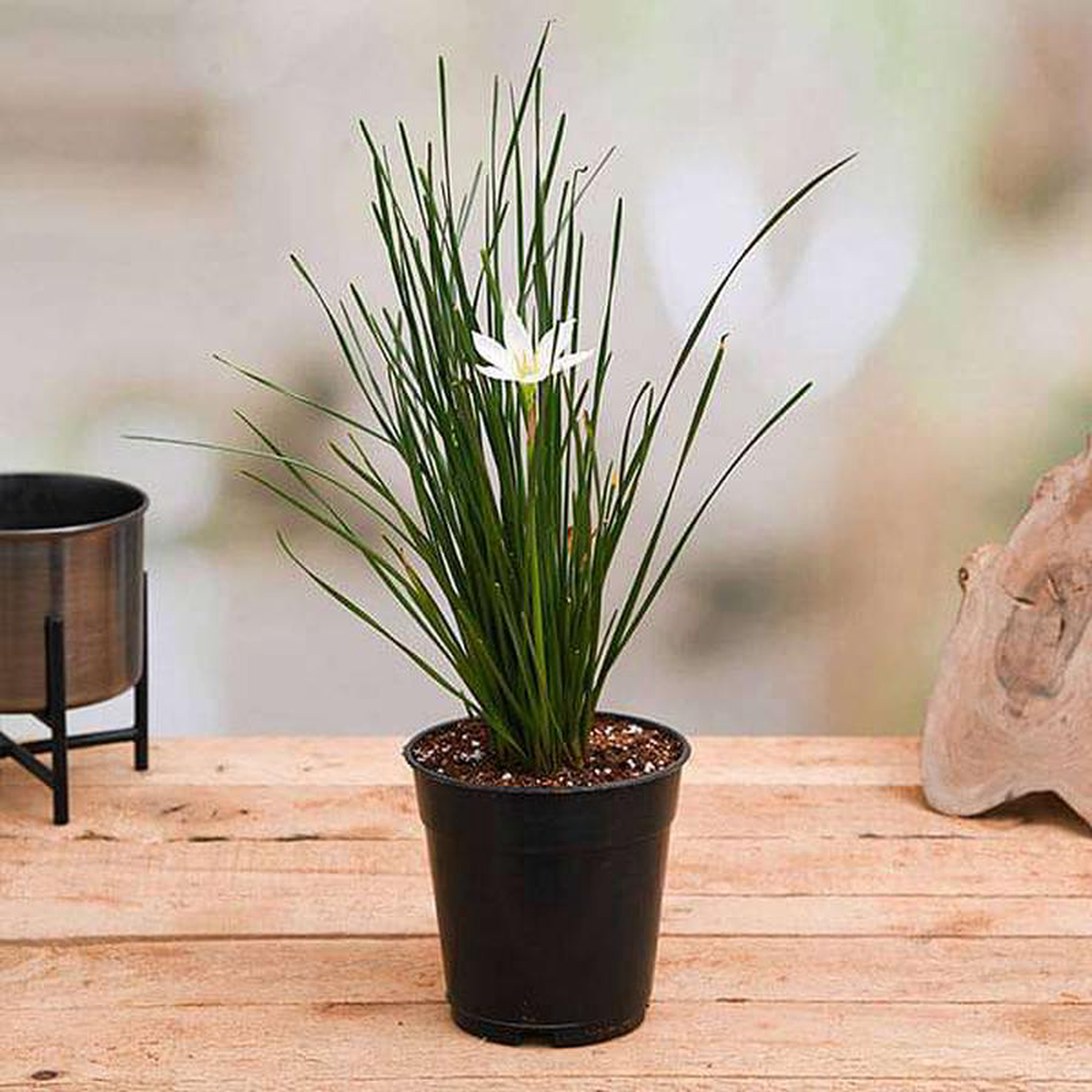 Zephyranthes Candida (White) 8211 Plant