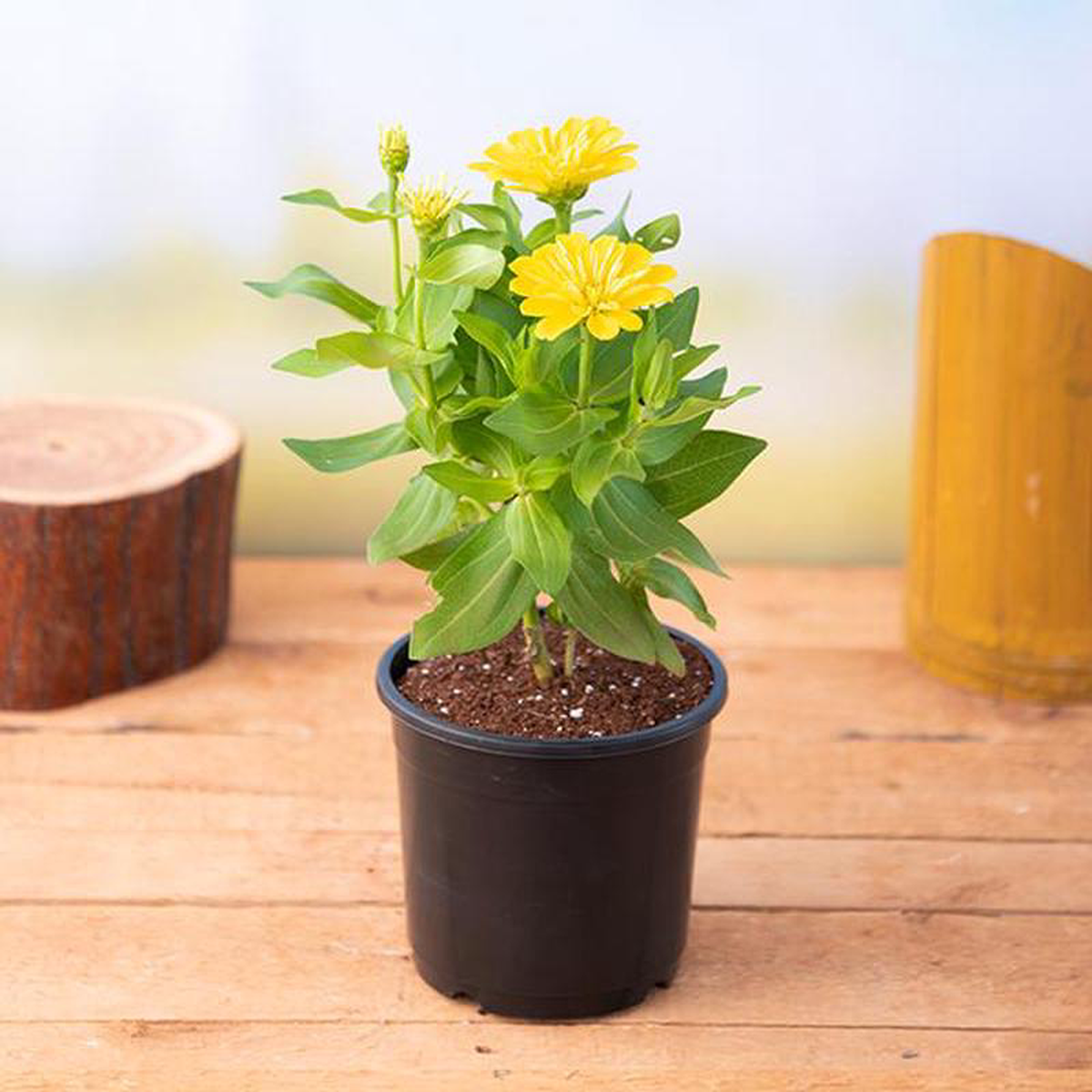 Zinnia (Yellow) 8211 Plant