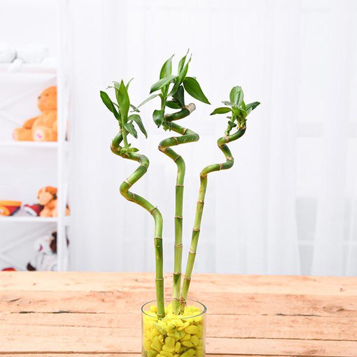 60 cm Spiral Stick Lucky Bamboo Plant 8211 (Pack of 3)