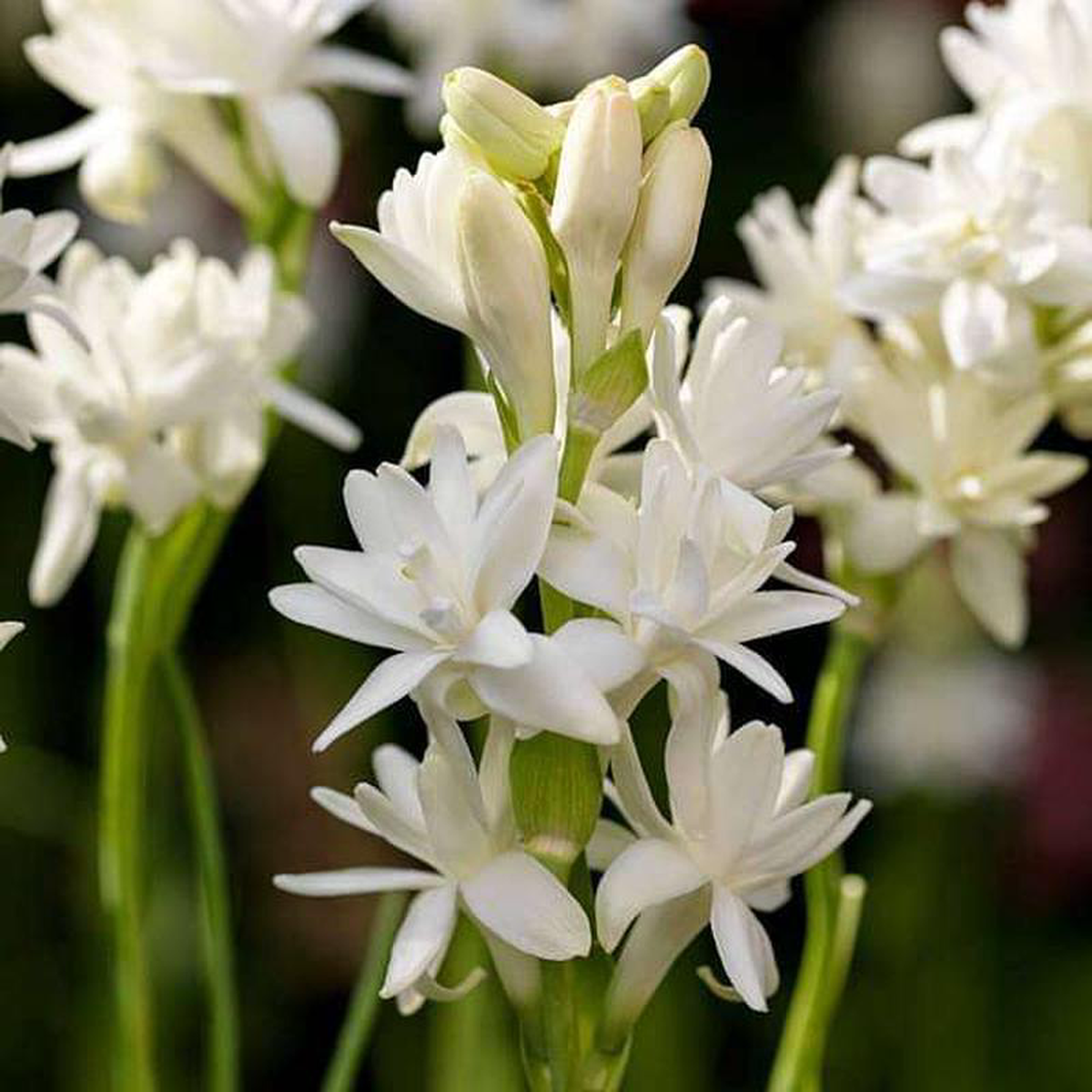 Rajnigandha Tuberose (Double) 8211 Plant