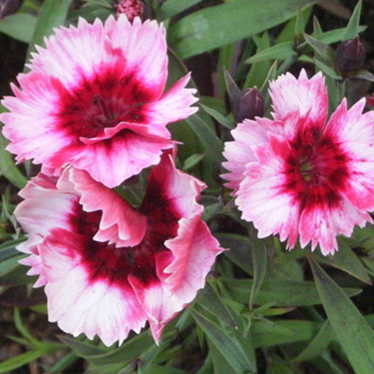 Dianthus Strawberry Parfait Flower Punnet