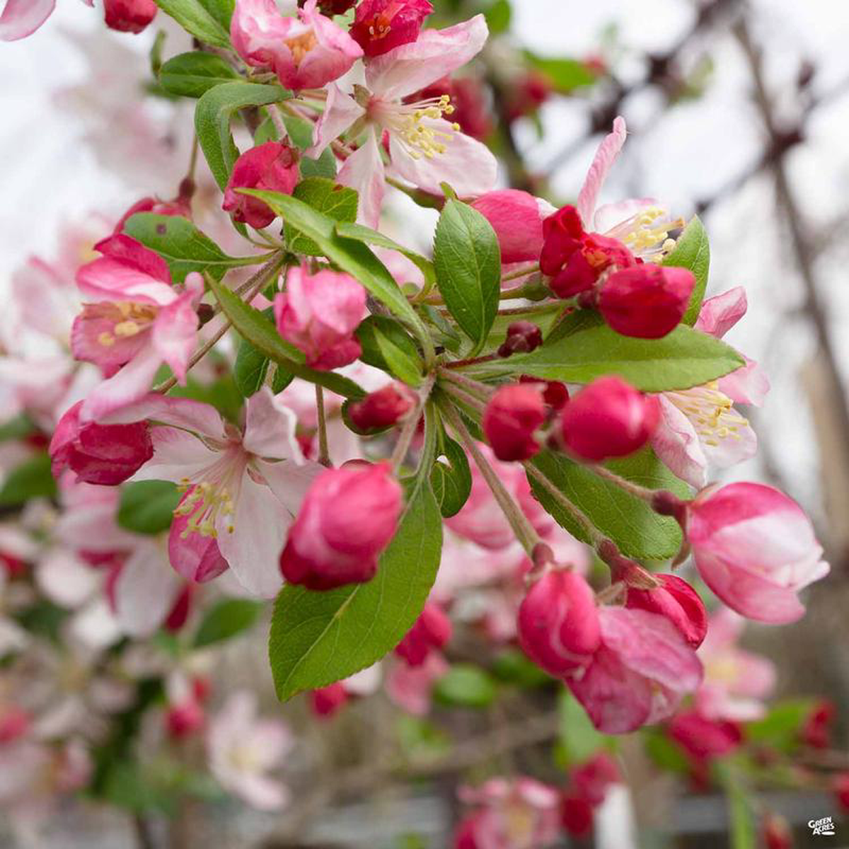 Flowering Crabapple 8216Prairifire8217