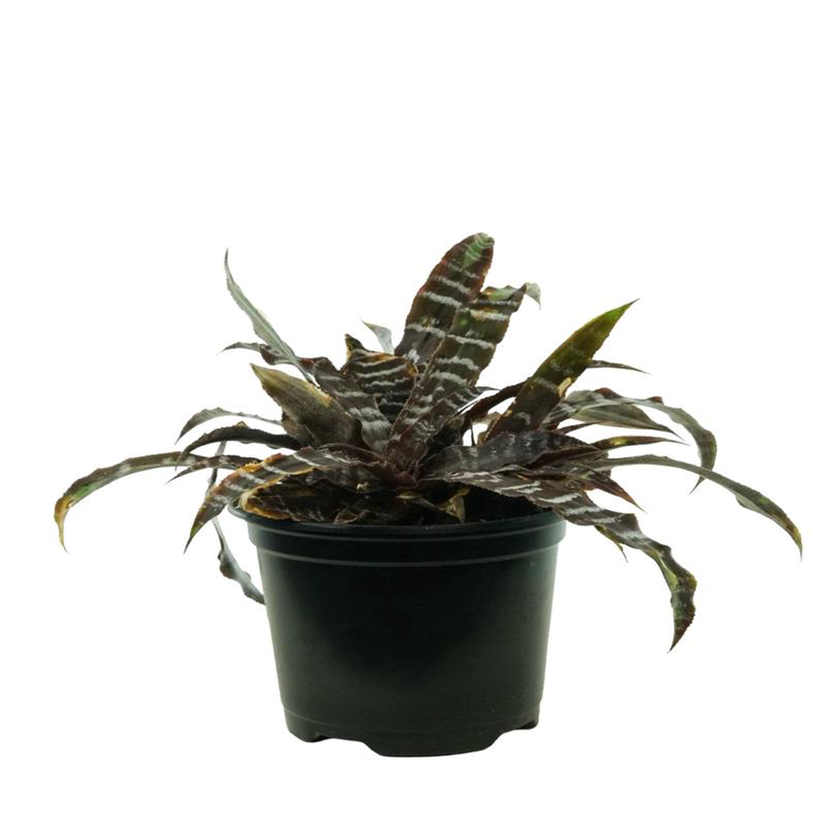 Cryptanthus zonatus 8217Zebrinus8217