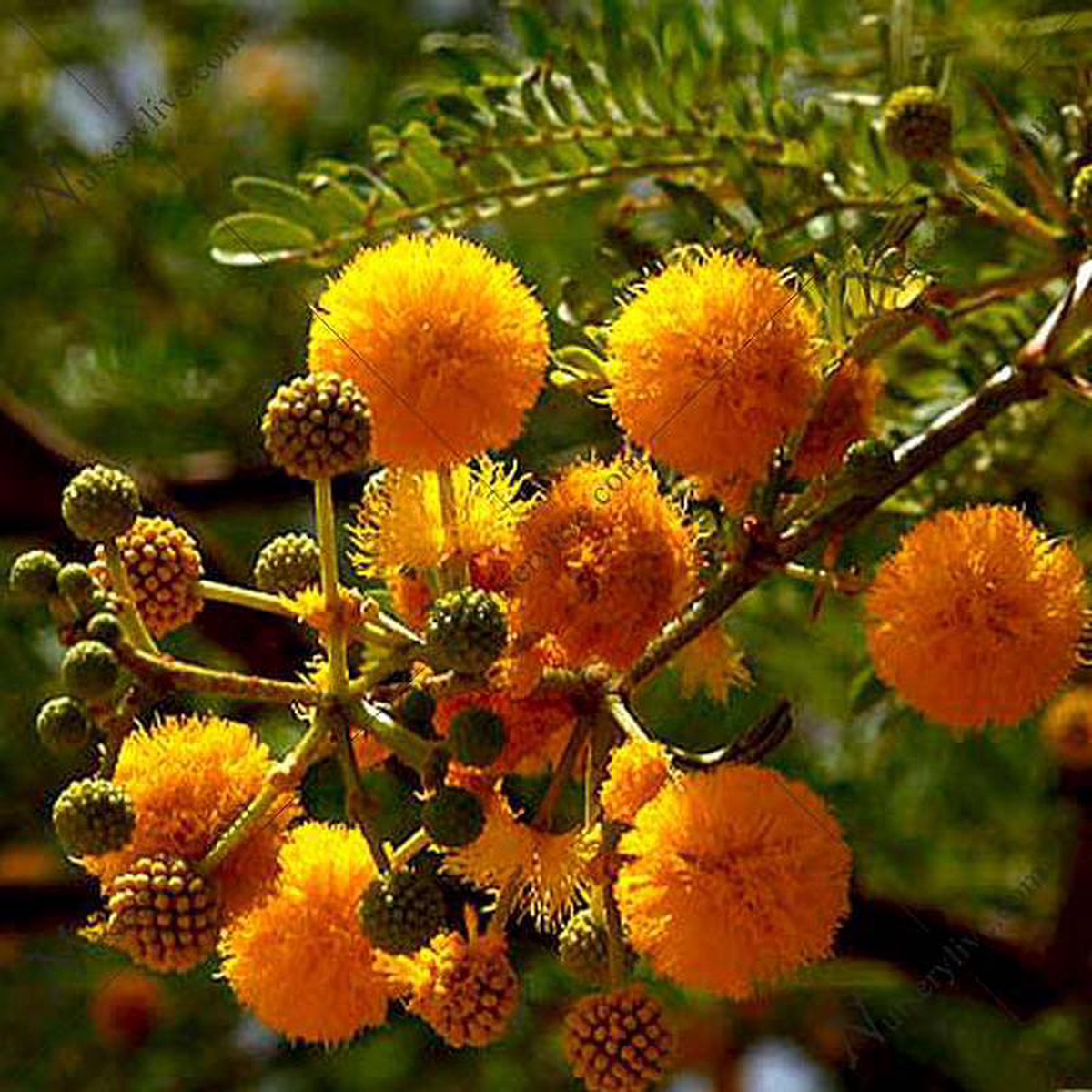 Acacia Farnesiana Sweet Acacia 8211 05 kg Seeds