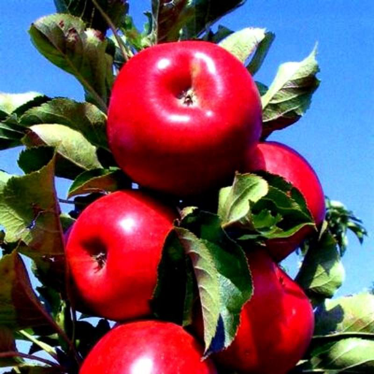 Urban Apples Tasty Red Columnar Apple Tree
