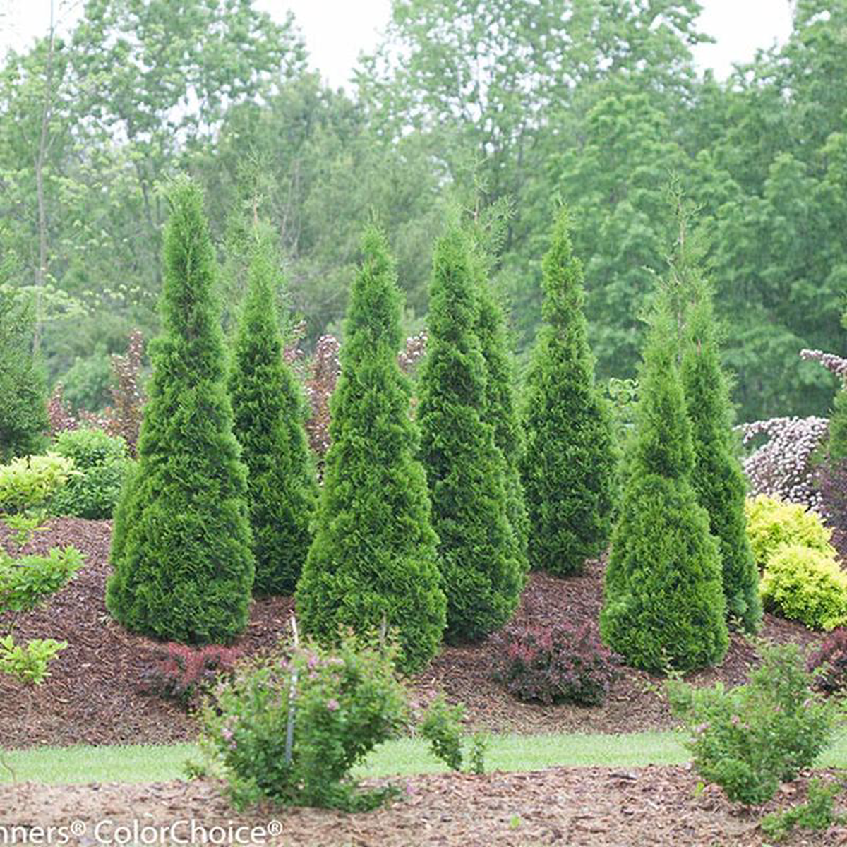 North Pole Arborvitae