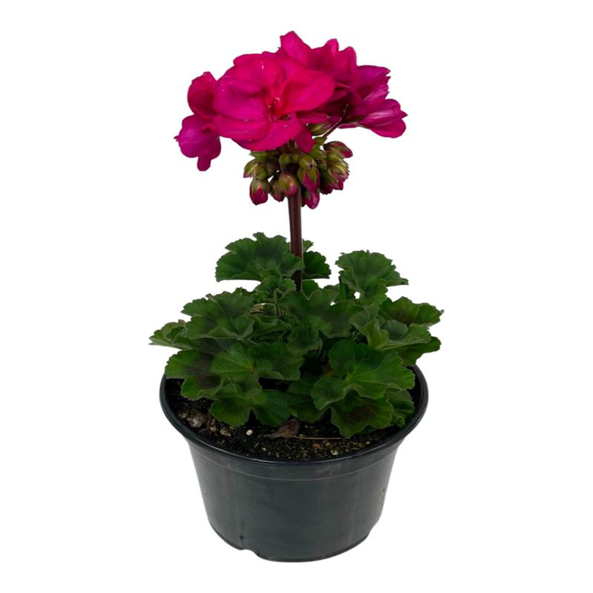 Geranium Zonal 8217Presto Violet8217
