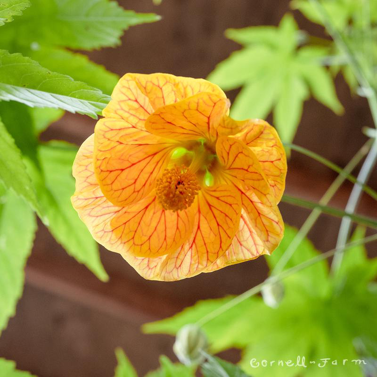 Abutilon Hybrid 1gal flowering maple