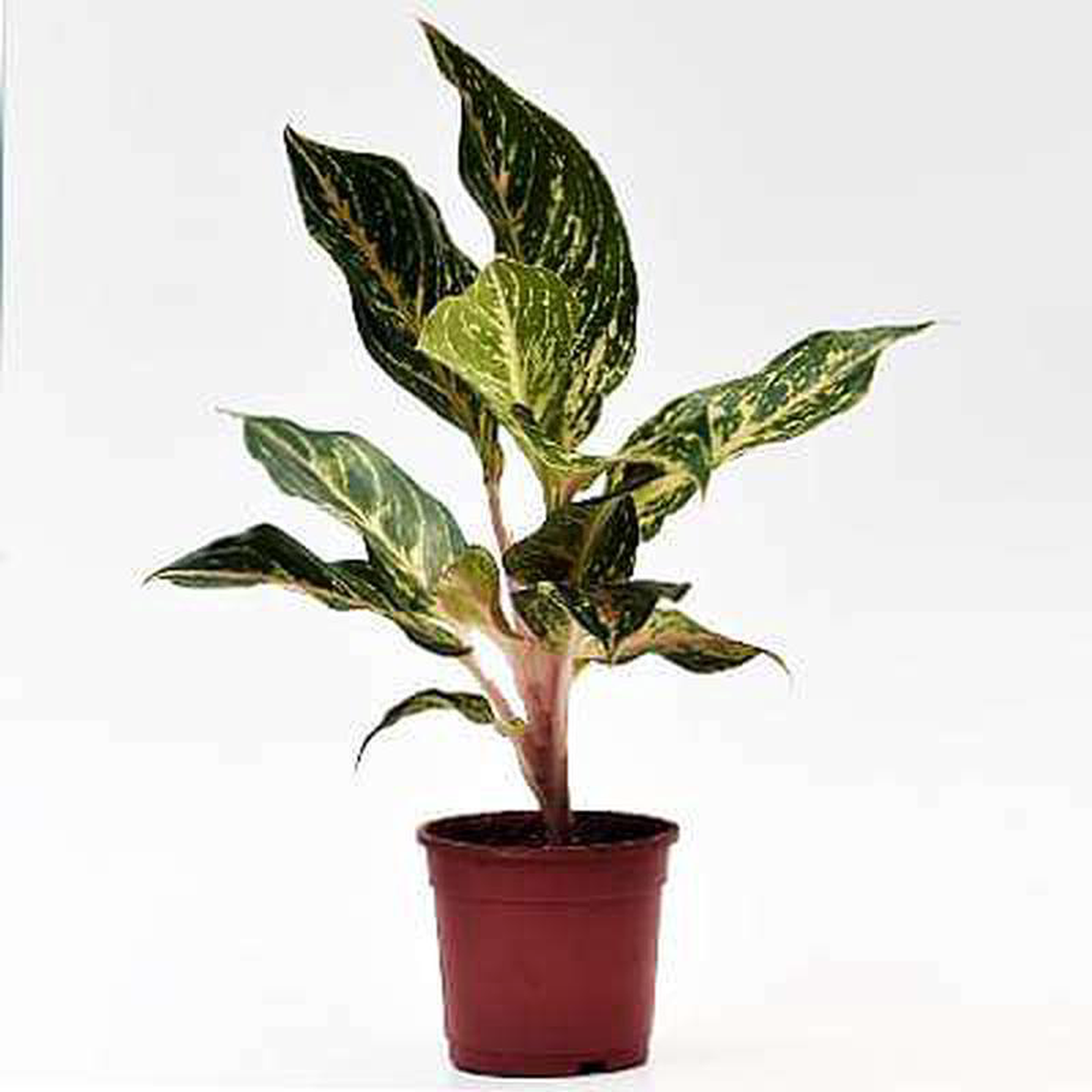 Aglaonema Butterfly 8211 Plant