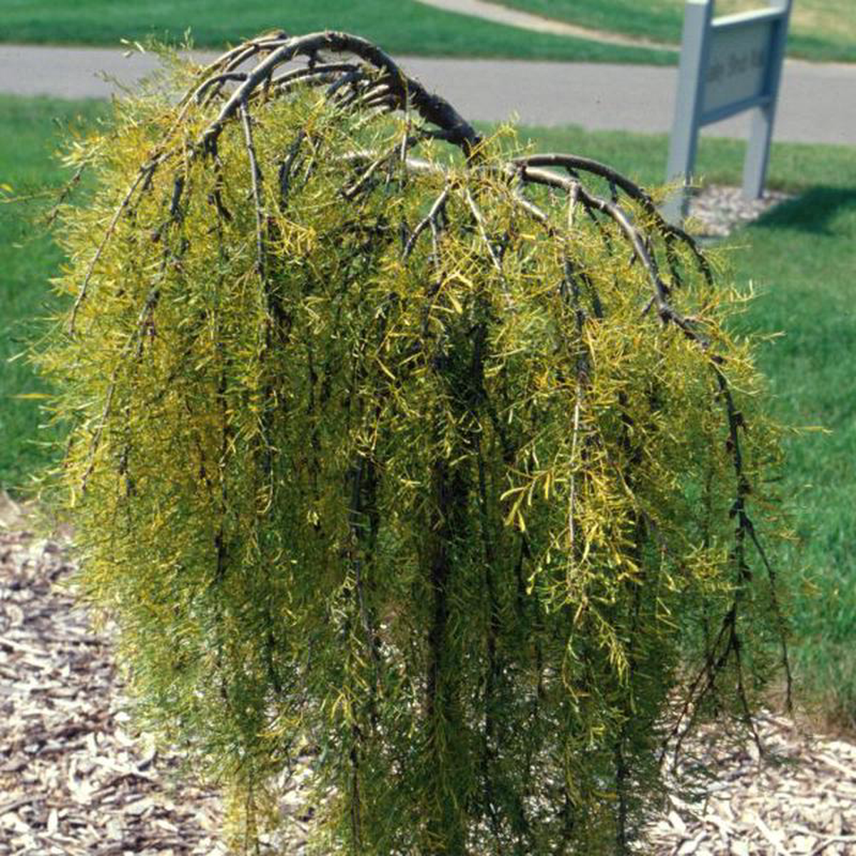 Walker Weeping Pea Shrub 8211 Tree Form