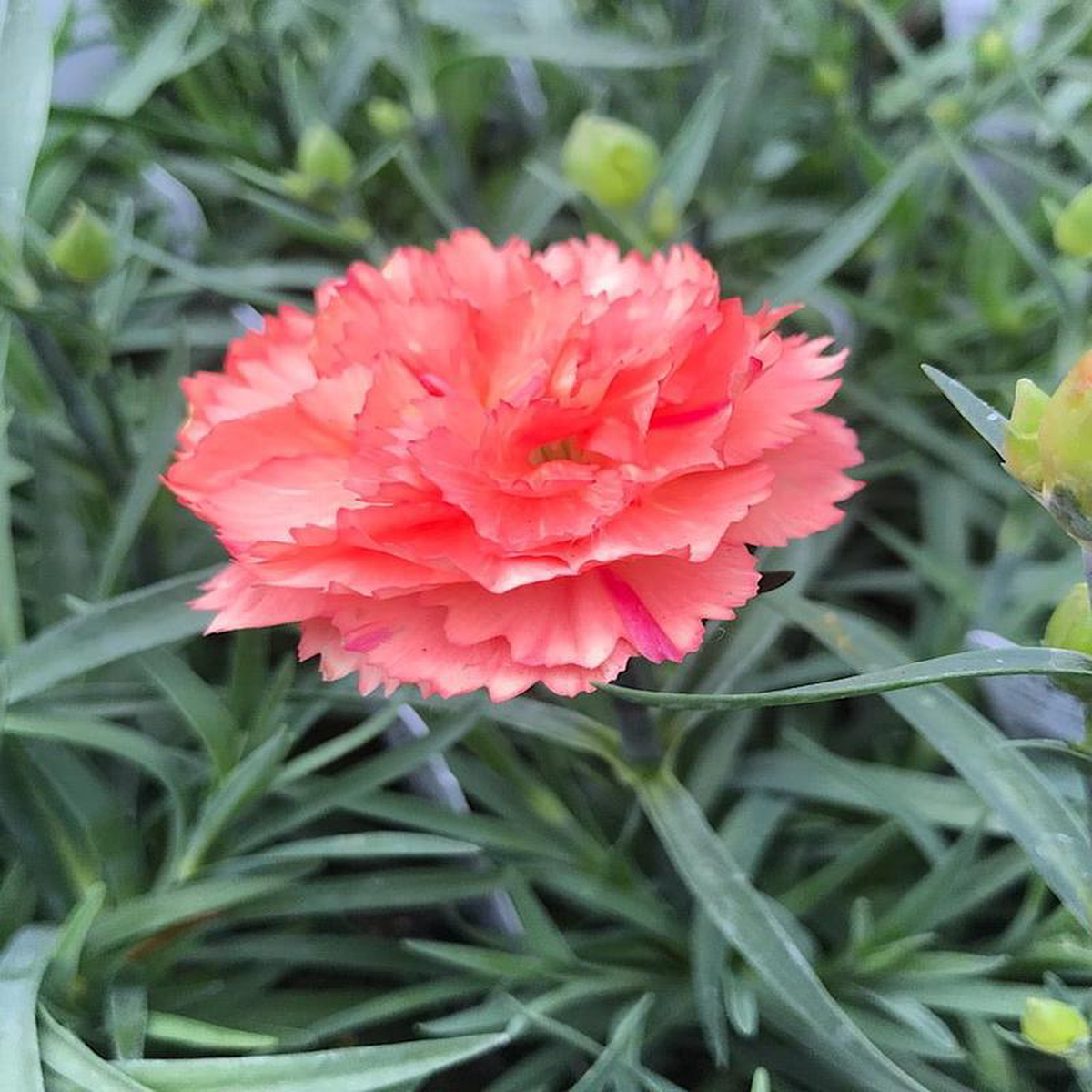 Dianthus 8217Super Trouper Orange8217- 4 inch