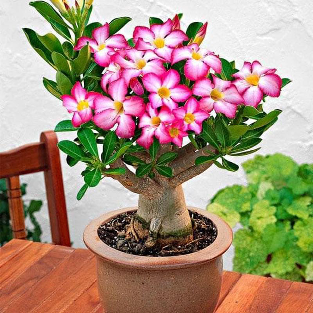 Adenium (Obesum) 8211 Plant