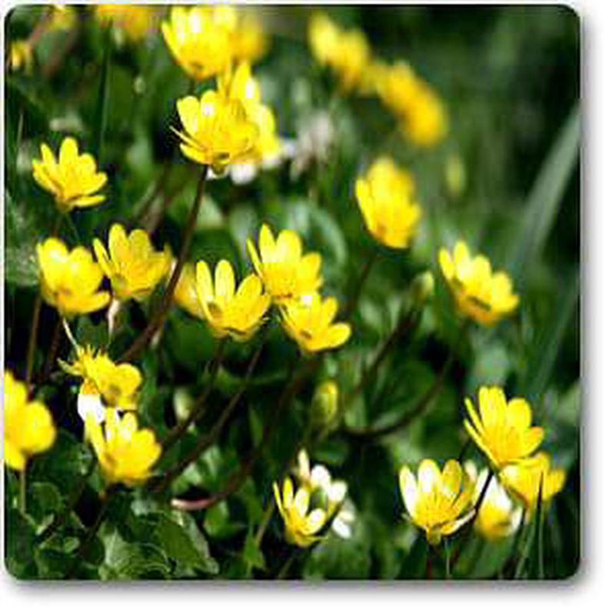 Celandine 8211 Plant
