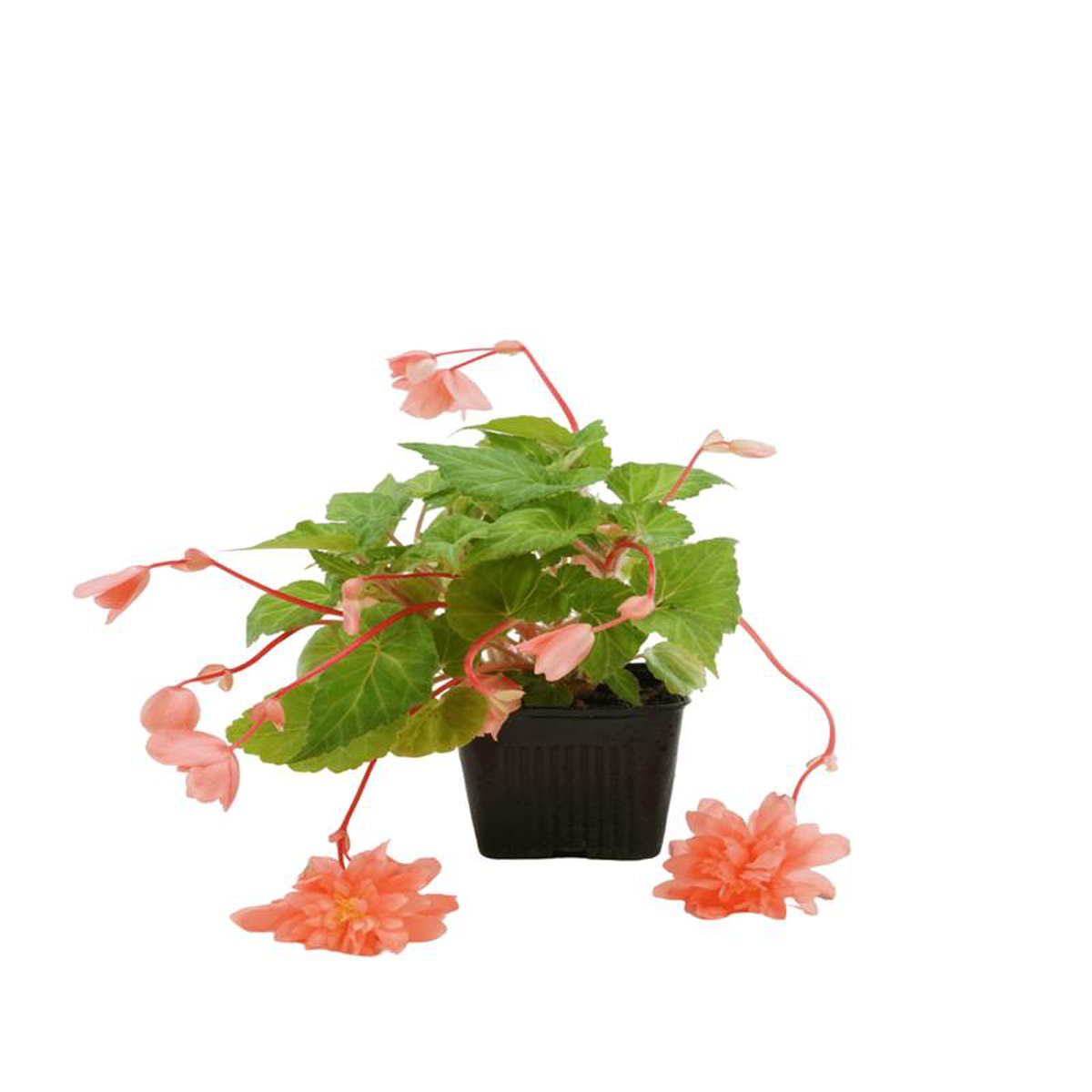 Begonia Illumination 8217Salmon Pink8217