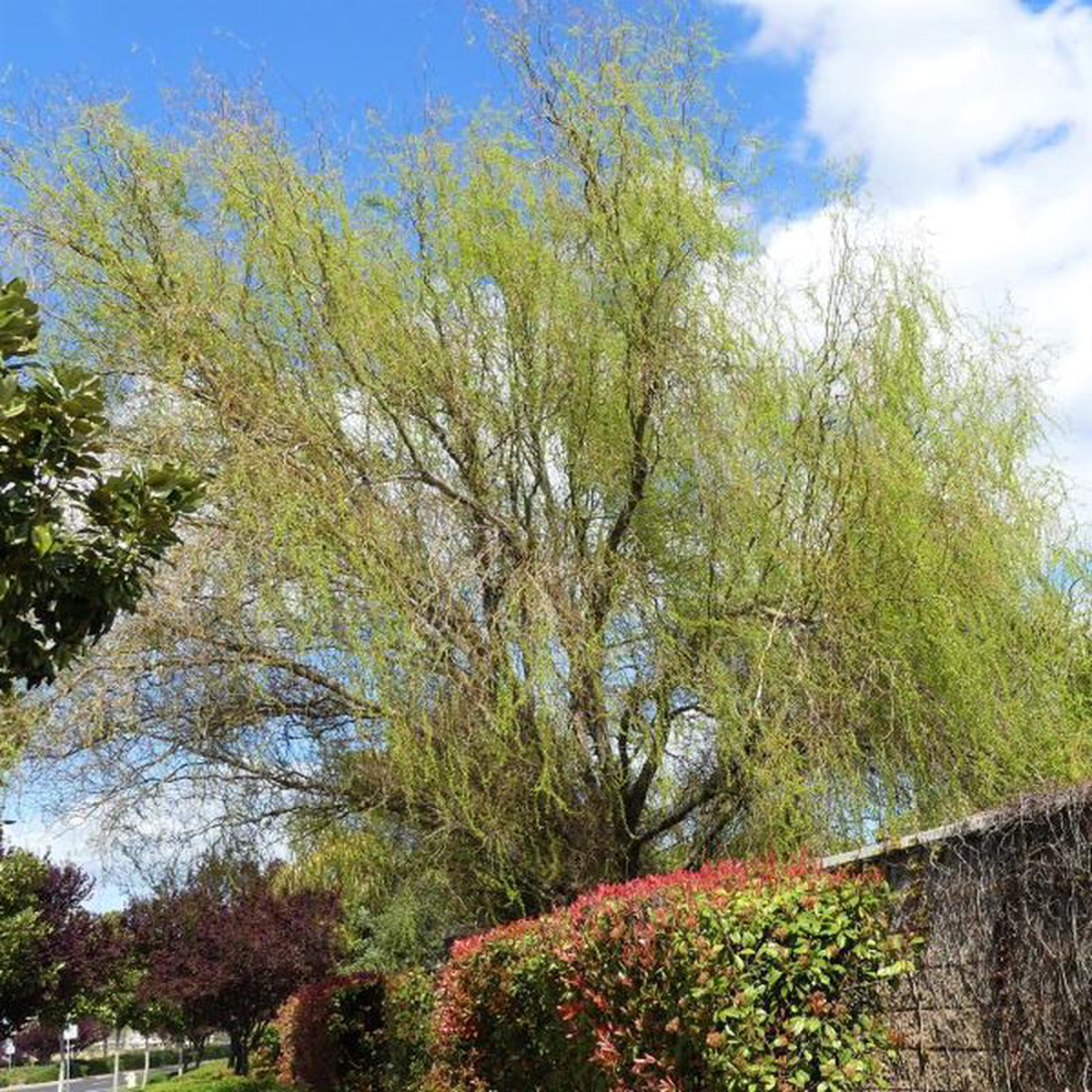 Corkscrew Willow Tree