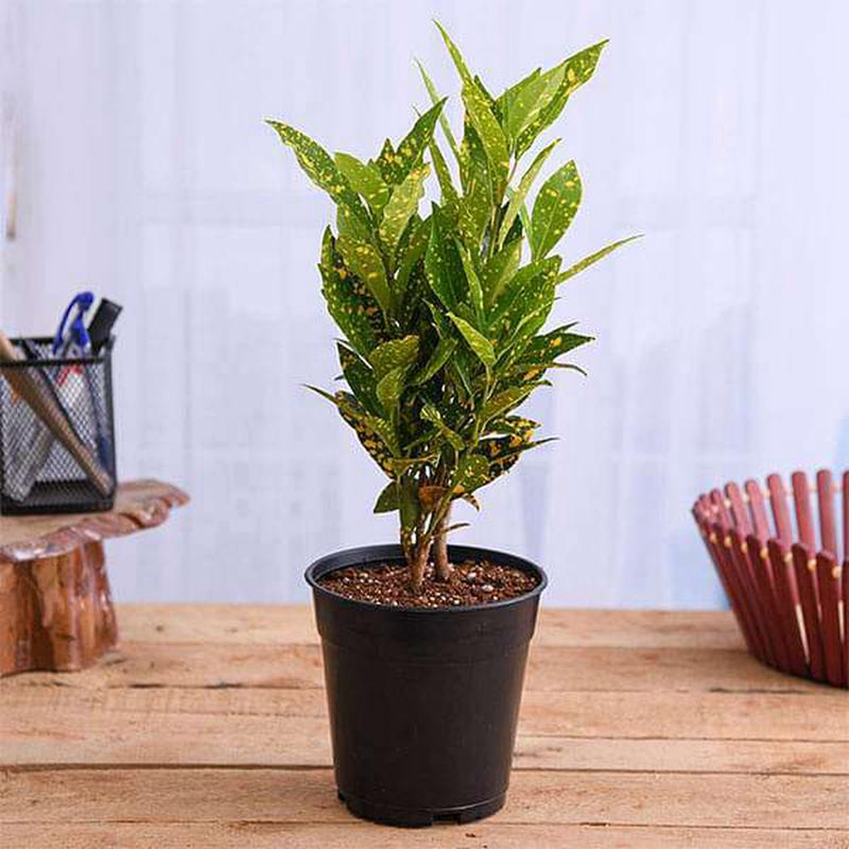 Croton Codiaeum variegatum (Gold Dust Small Leaves) Plant in 6 inch Pot