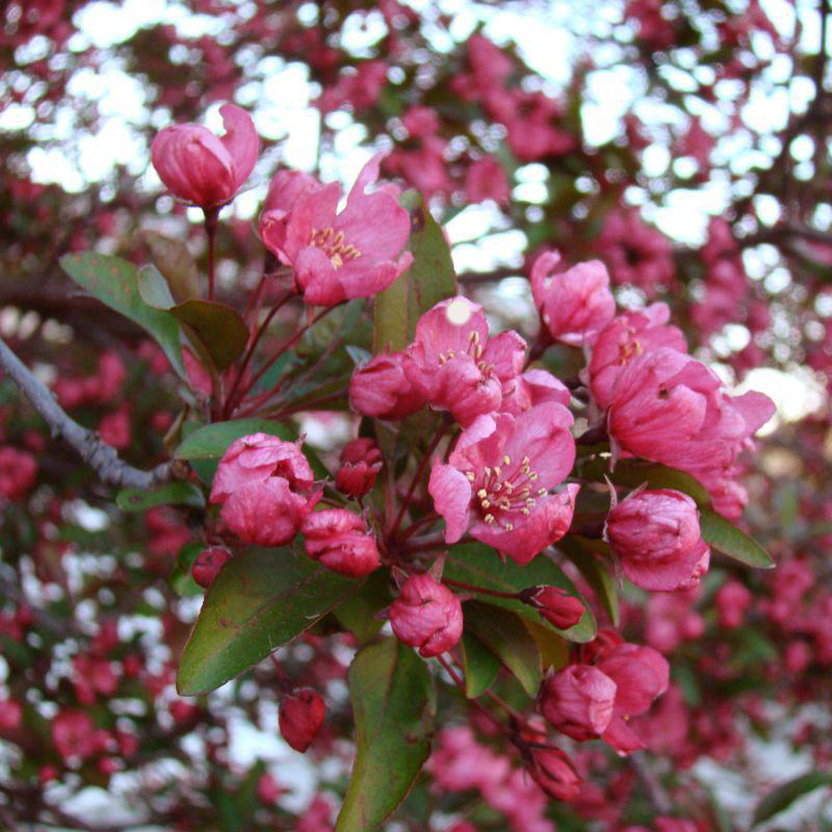 Prairifire Flowering Crabapple Tree