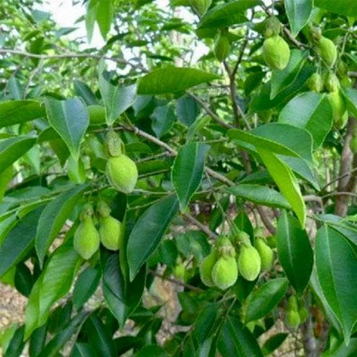 Agar Wood Eagle Wood 8211 Plant