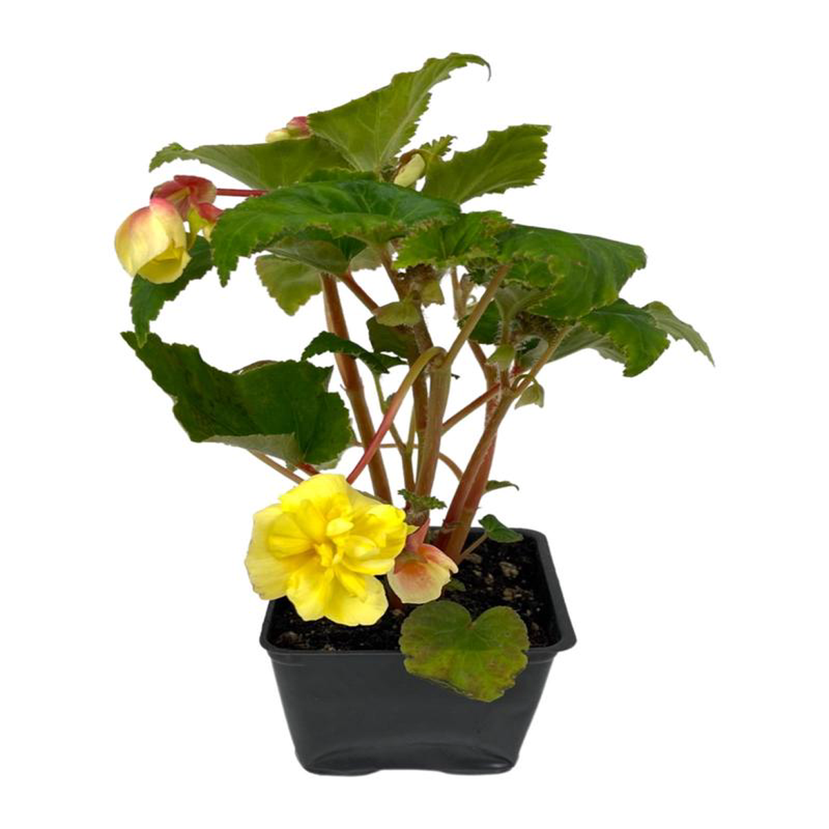 Begonia Illumination 8217Lemon8217