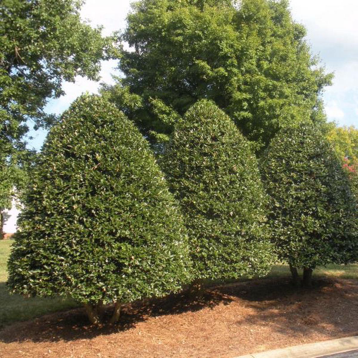 American Holly Tree