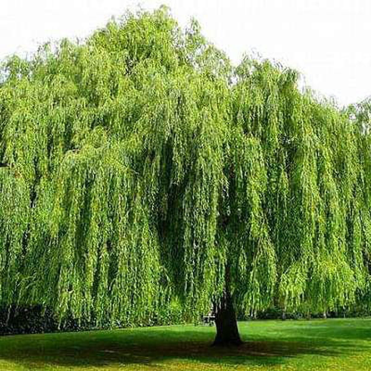 Willow Tree Salix babylonica 8211 Plant