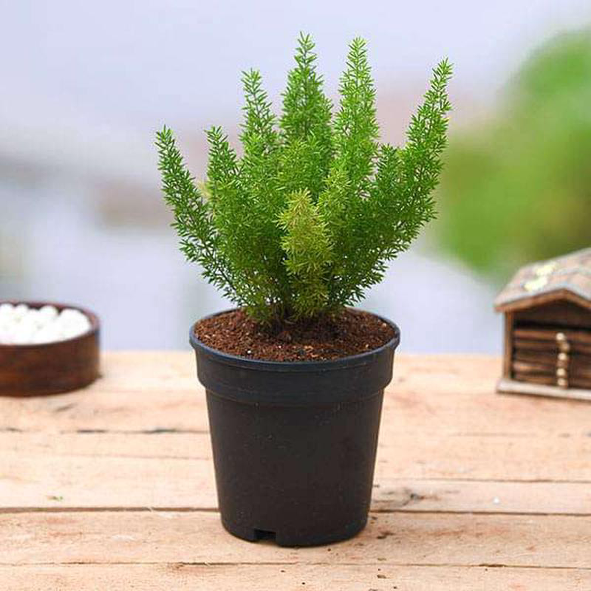 Asparagus Meyeri 8211 Plant
