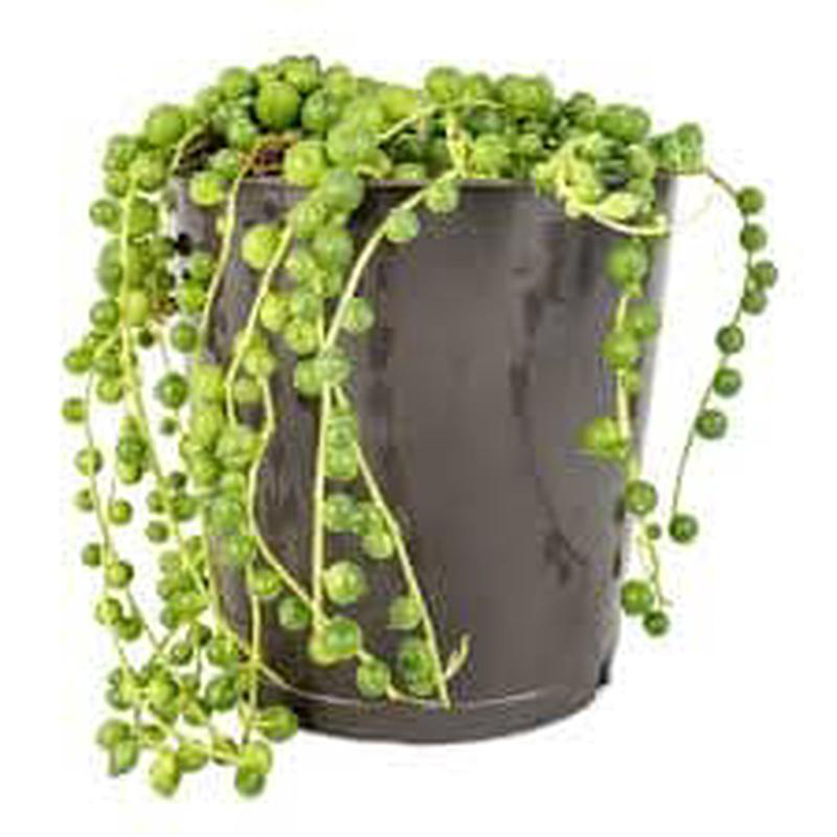 Senecio-Rowleyanus in Ceramic Pot