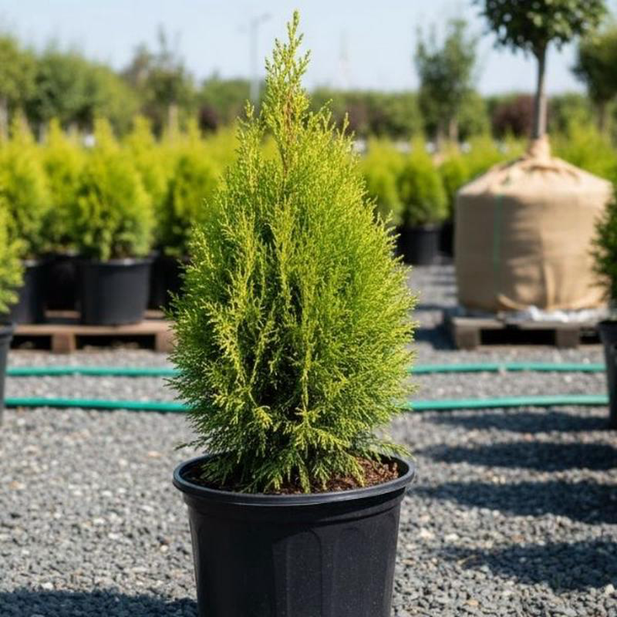Emerald Petite Arborvitae