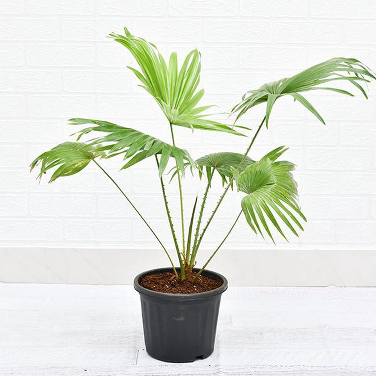 Table palm Umbrella Palm Plant in 10 inch Grow Bag