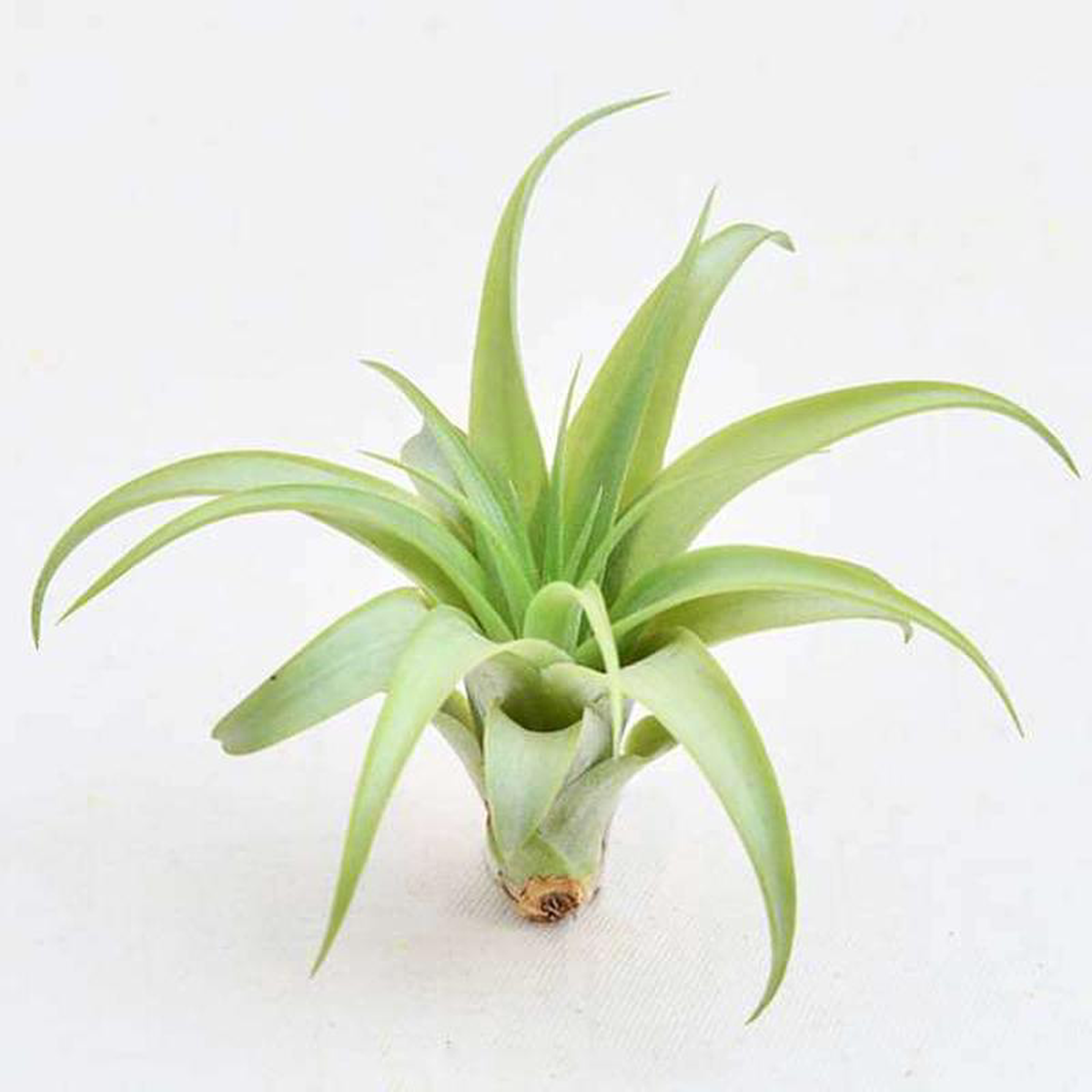 Air Plant Tillandsia brachycaulos (Small) 8211 Plant