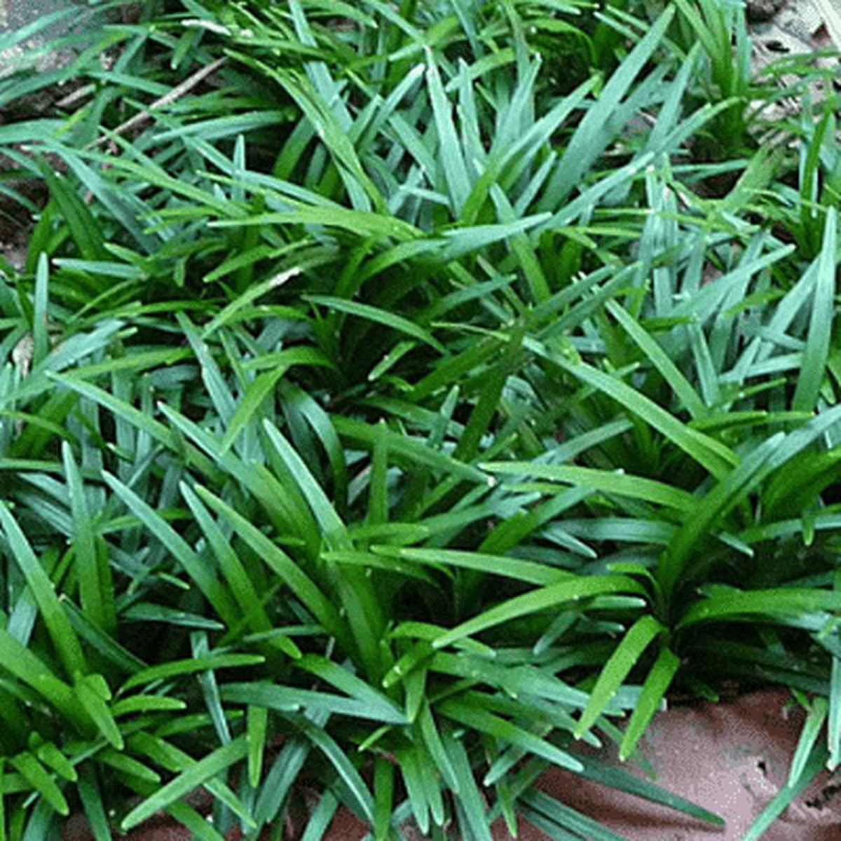 Monkey Grass Mondo Grass 8211 Plant