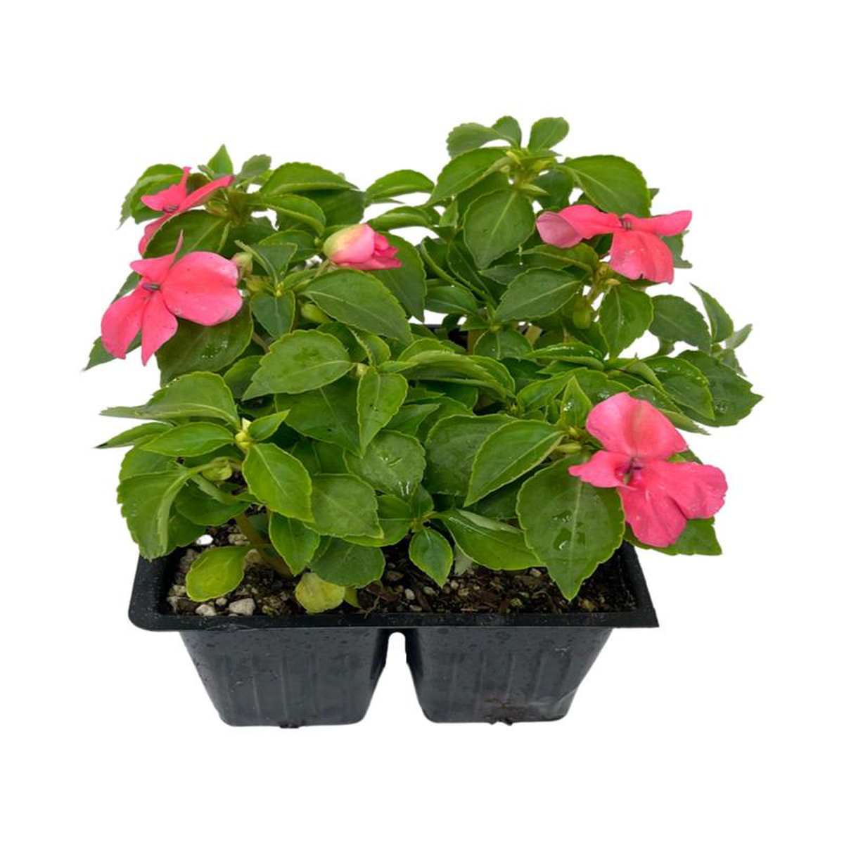 Impatiens 8217Beacon Coral8217