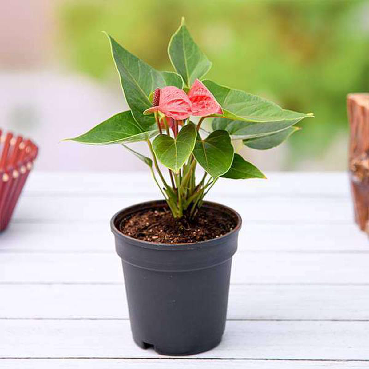 Anthurium (Red) Plant in 5 inch Pot