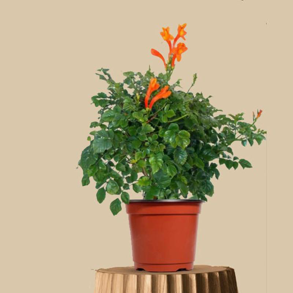 Tecoma (Shrub Orange) 8211 Plant