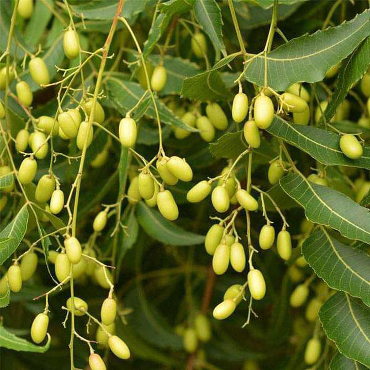 Azadirachta Indica Neem 8211 05 kg Seeds