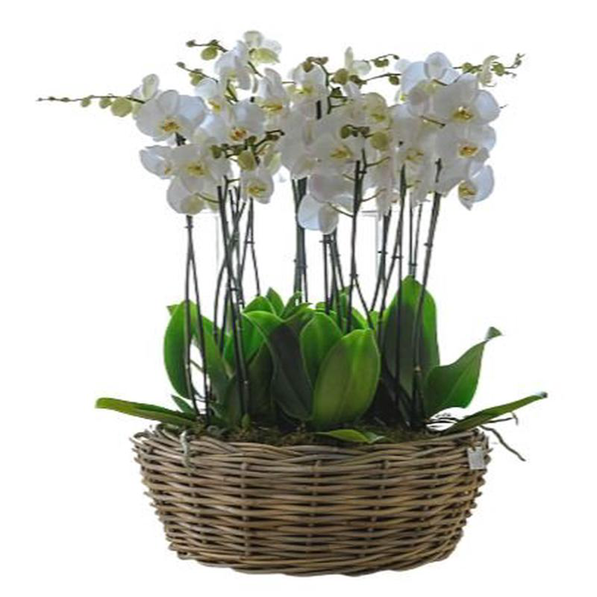 Basket of Luxury Phalaenopsis Orchids