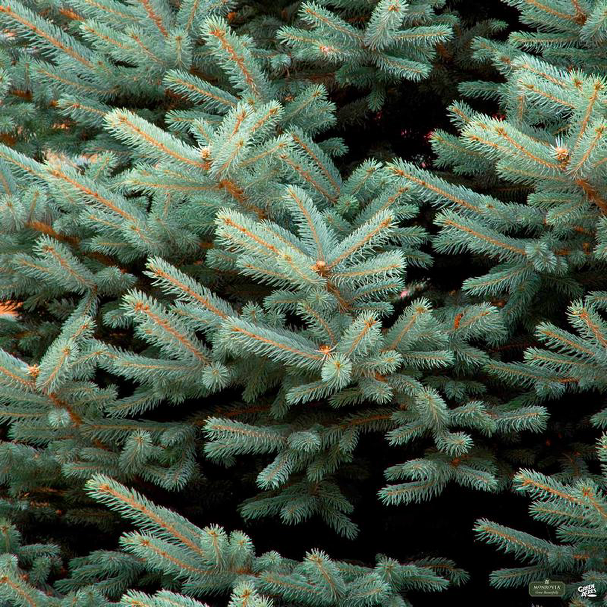 Blue Spruce 8216Fat Albert8217