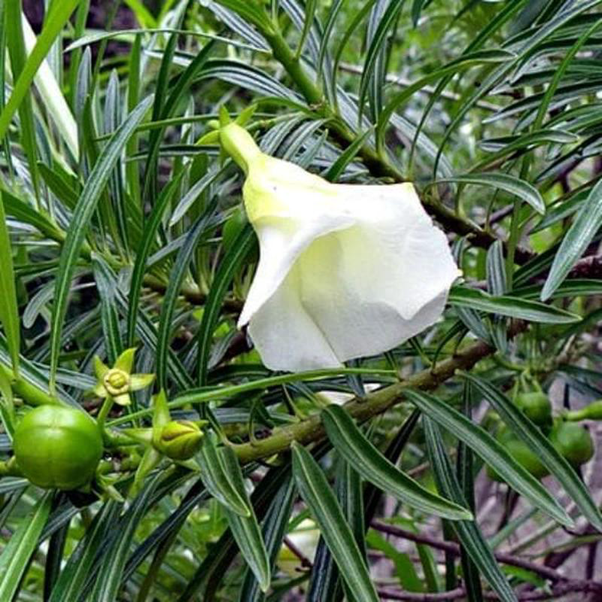 Cascabela Thevetia Bitti (White) 8211 Plant