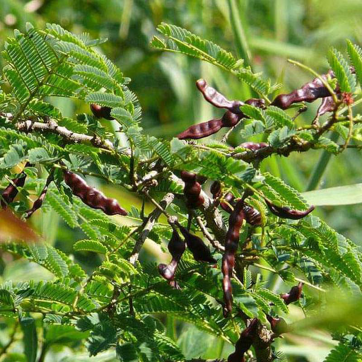 Acacia Concinna Shikakai 8211 05 kg Seeds