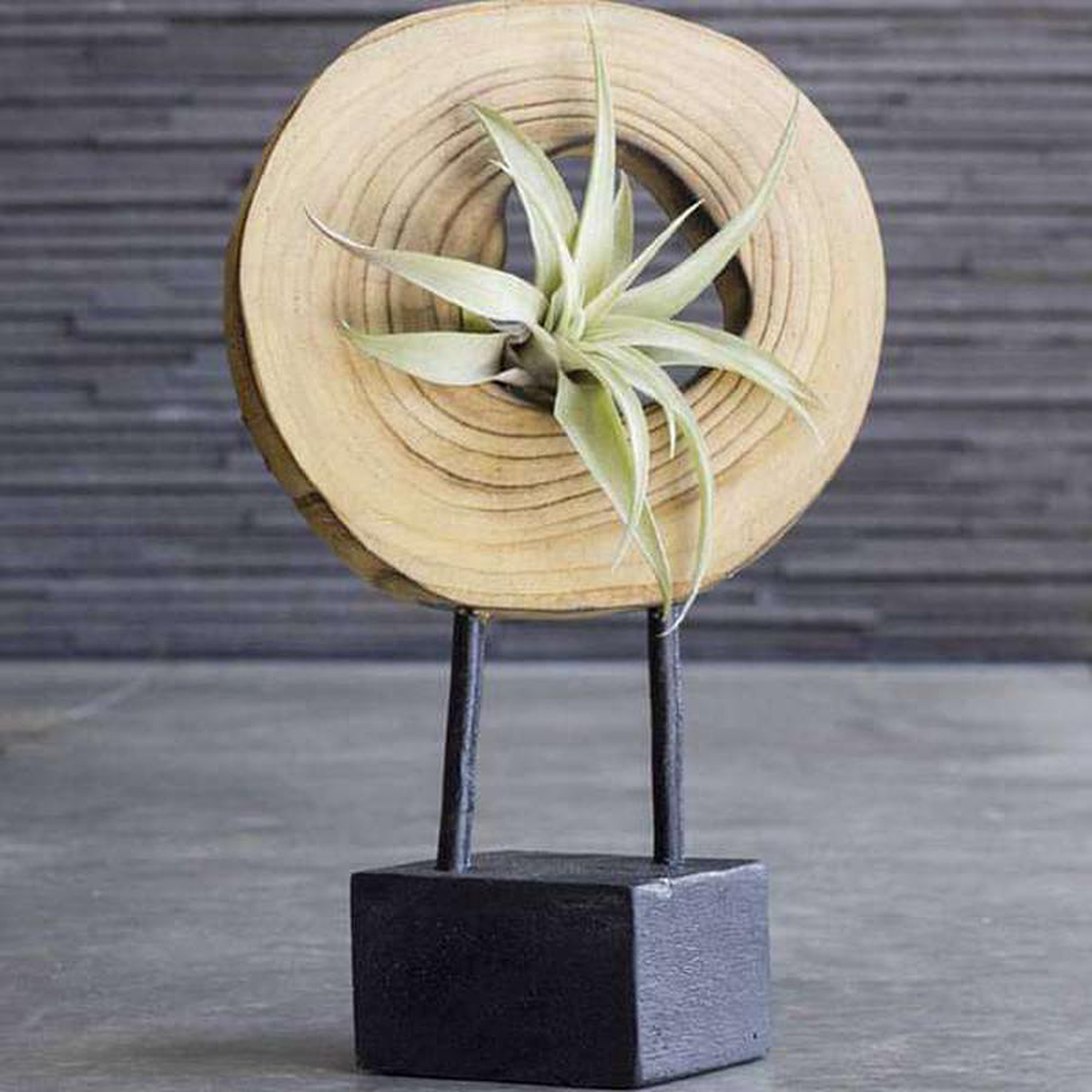 Illusion 8211 Air Plant