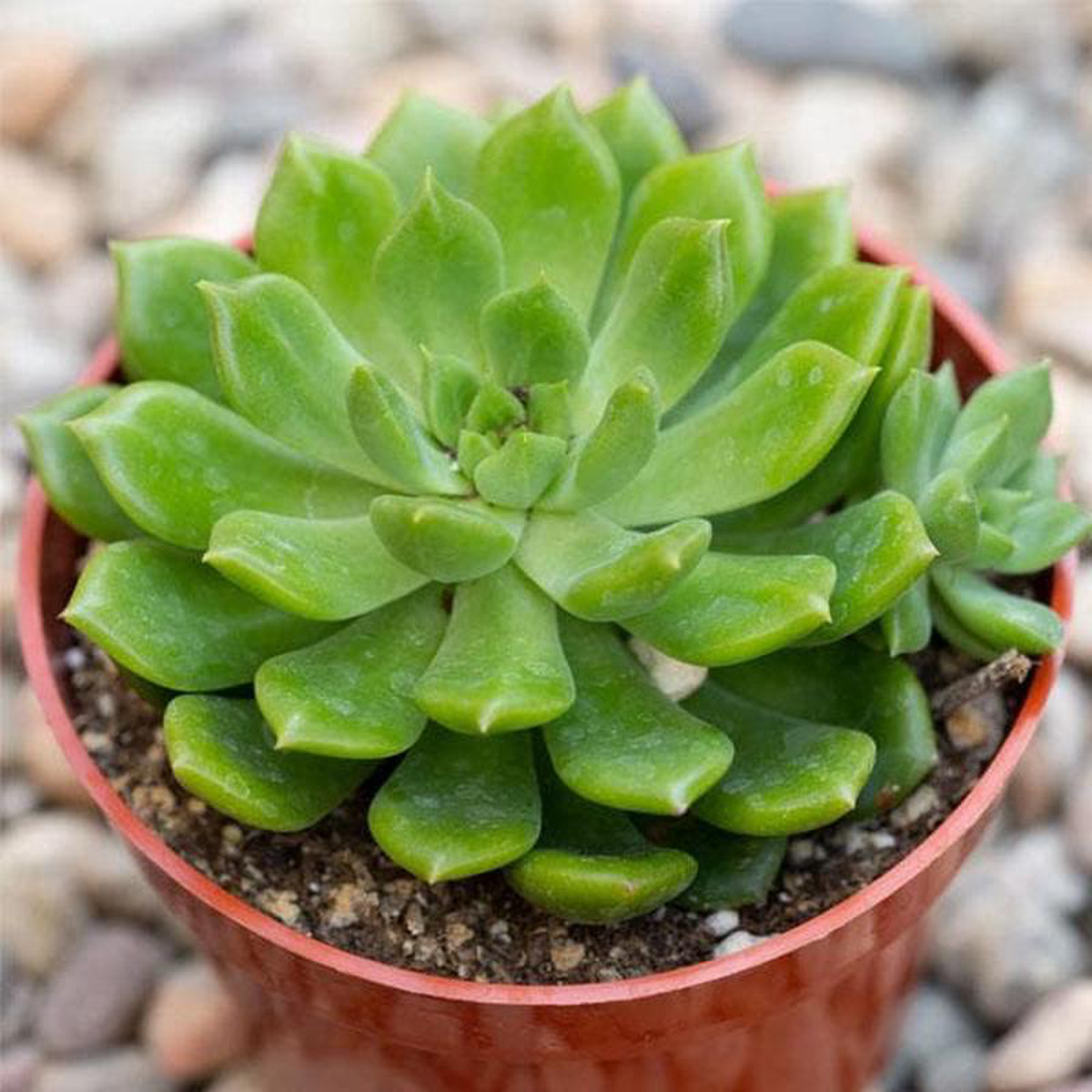 Sedeveria Green Rose 8211 Succulent Plant