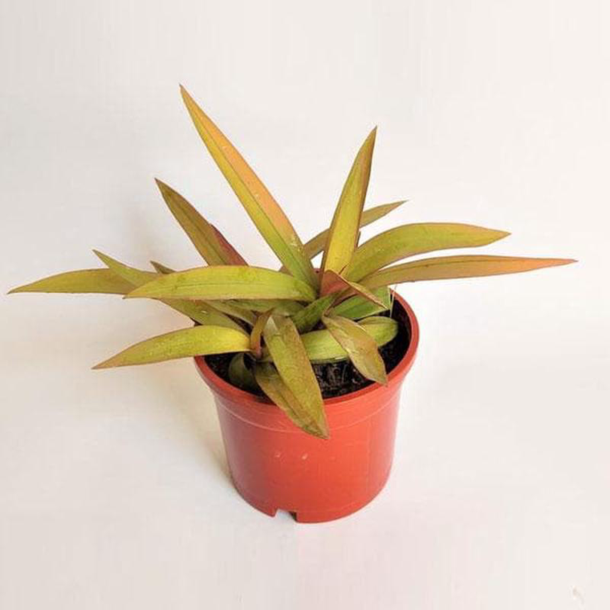 Rhoeo Golden Rhoeo Spathacea Sitara Gold 8211 Plant