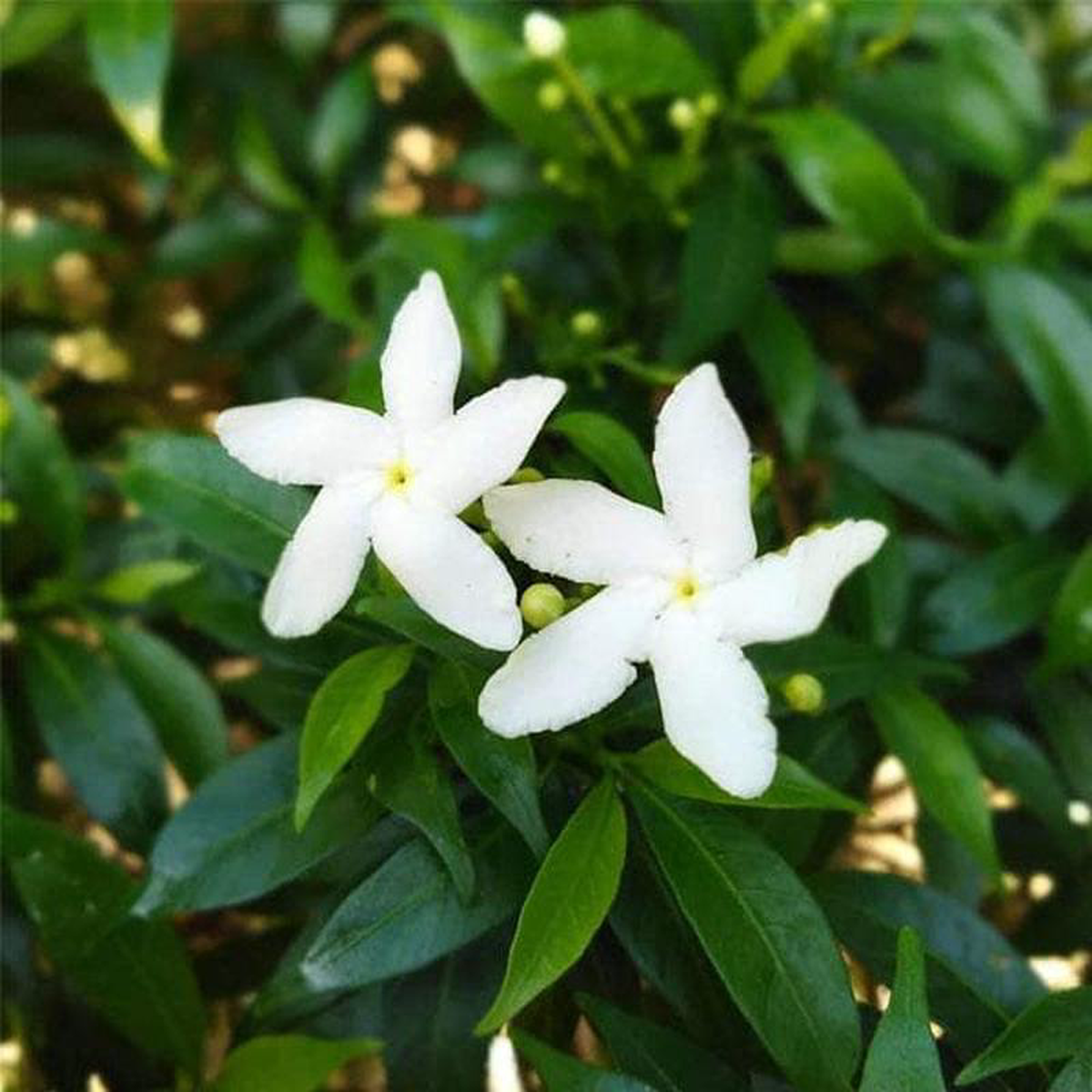 Srilankan Tagar (White) 8211 Plant