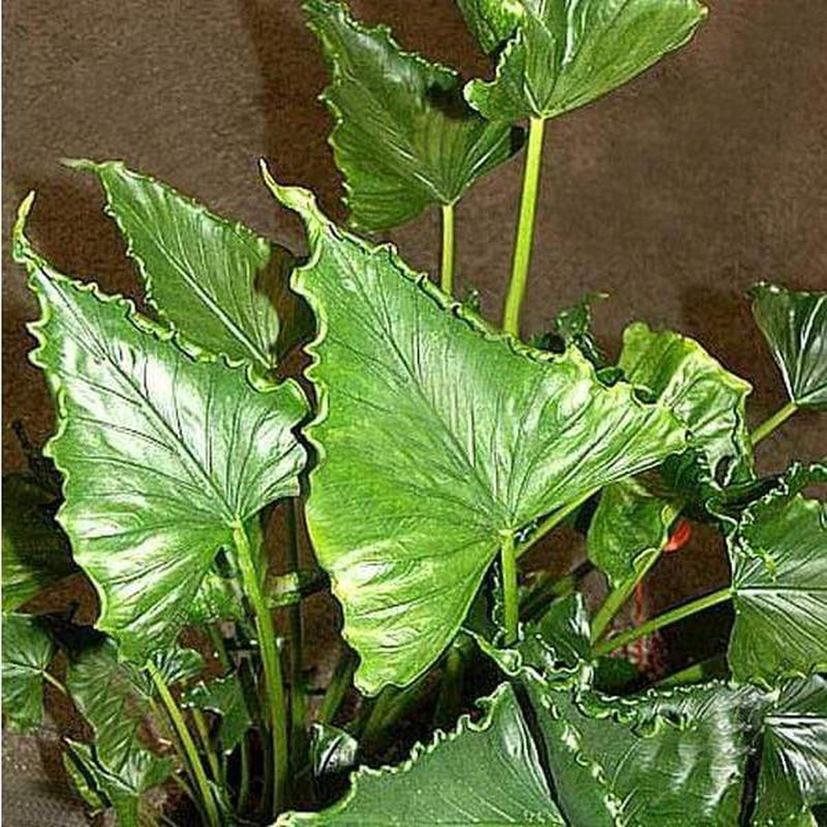Alocasia triangularis 8211 Plant