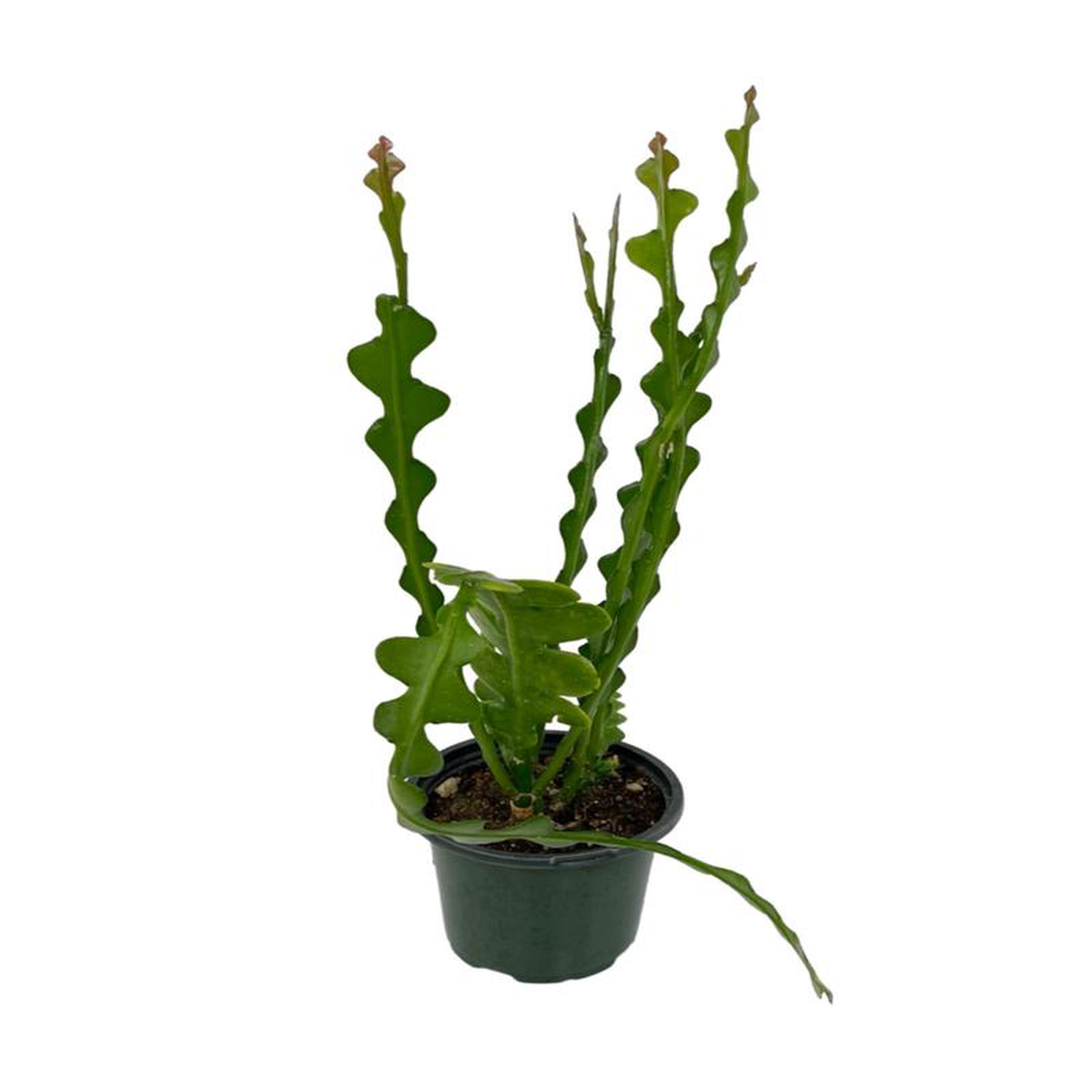 Epiphyllum anguliger 8217Ric Rac8217