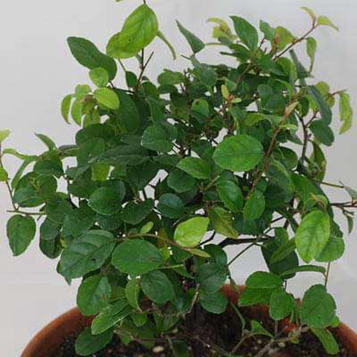 Sageretia theezans 8211 Plant