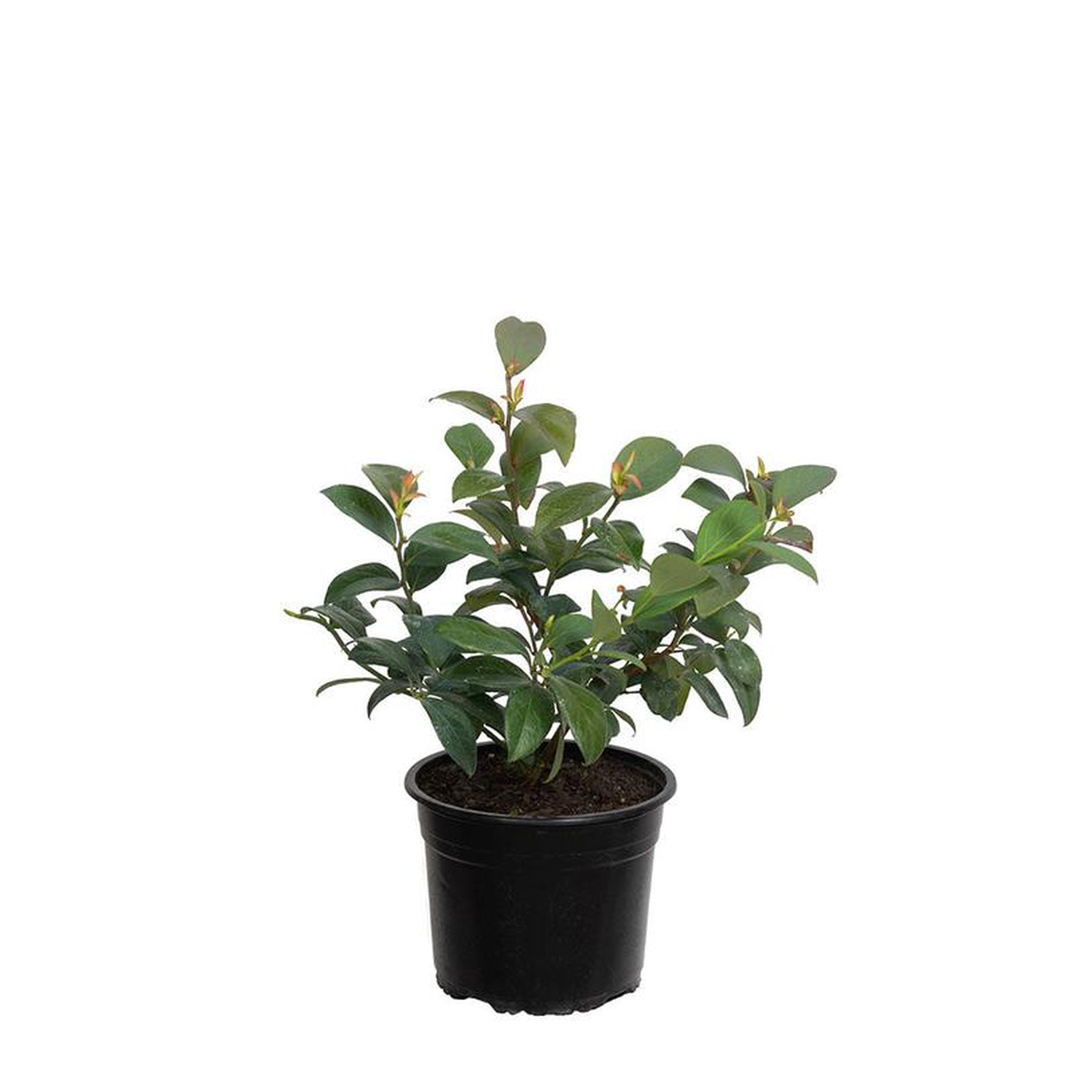 Blueberry Reka (NHB)